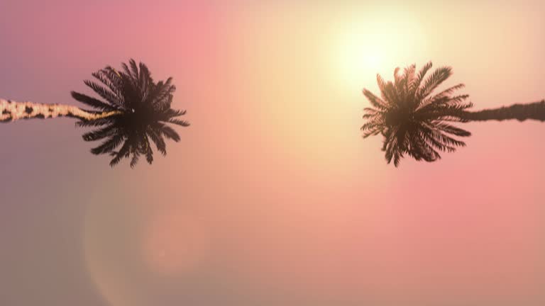 Palm tree corridor over the orange sky at sunset