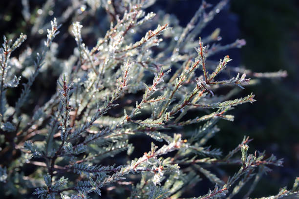 istock Coniferous tree branch covered with dew and frost, silvery needles, close-up 2150806218