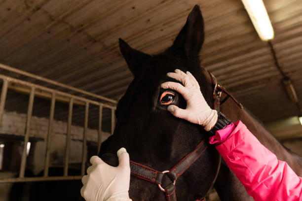 Equine vet examining black horse's eye
