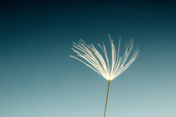 Dandelion seeds dispersing in the air against a clear blue sky.