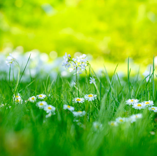 Wild herb meadow with flowering chamomile