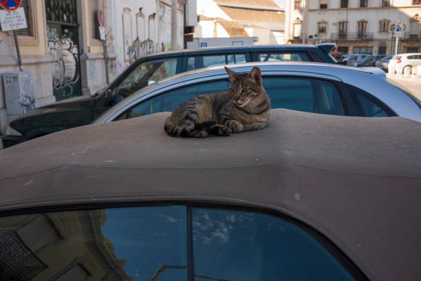a cat from street jumped on a parked motorbike and resting over it