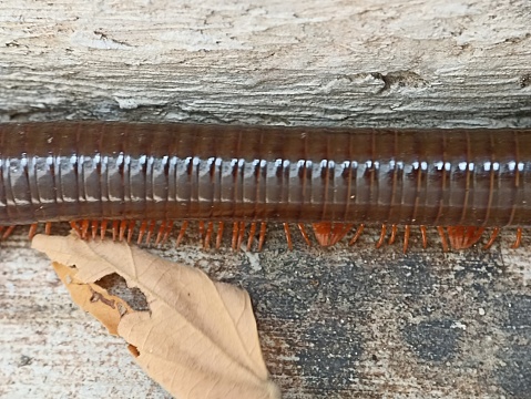 Pest control: dirty millipede on white background