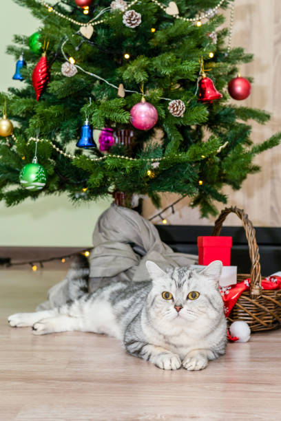 istock Purring cat eagerly awaiting presents: cozy Christmas in a homey atmosphere 2150810439