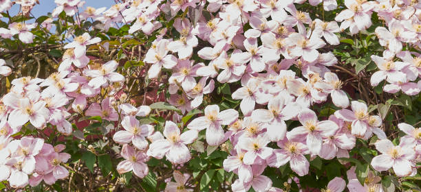 istock Spring background with pink flowers, close up. 2150810608