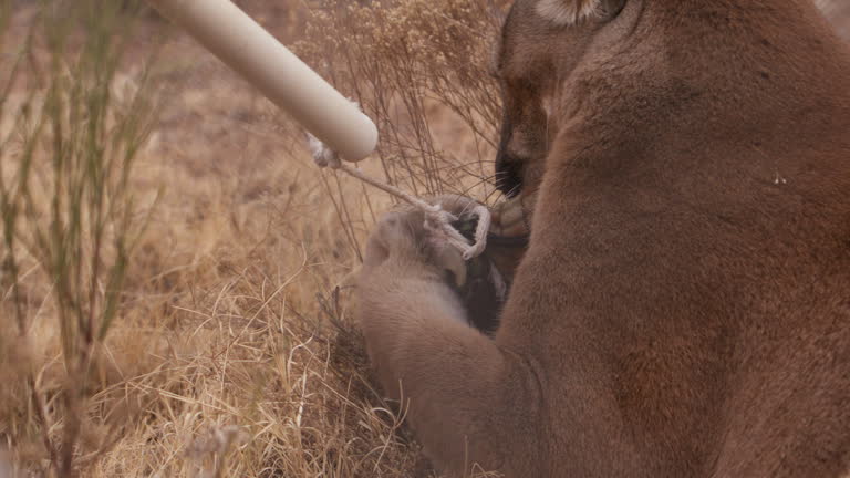 Mountain lion holding on to trainers toy as they clean enclouser - close up on toy