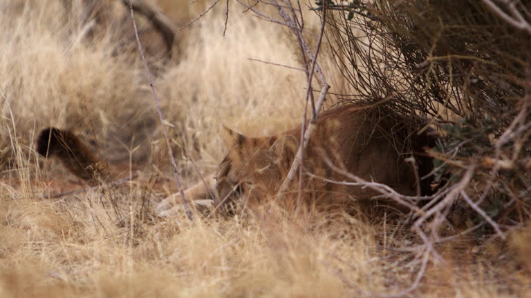 Mountain Lion lays down to relax hiding under brush on hot summer day