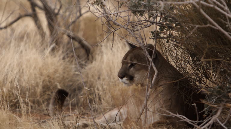 Mountain lion relaxing in bushes on hot summer day - observing surroundings