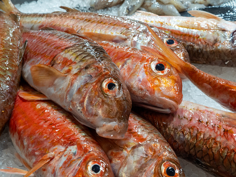 Close-up of red snapper fishes (lutjanus) on ice offered on a fish market