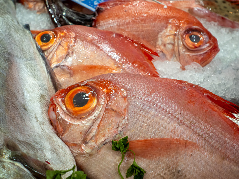 Close-up of red snapper fishes (lutjanus) on ice offered on a fish market