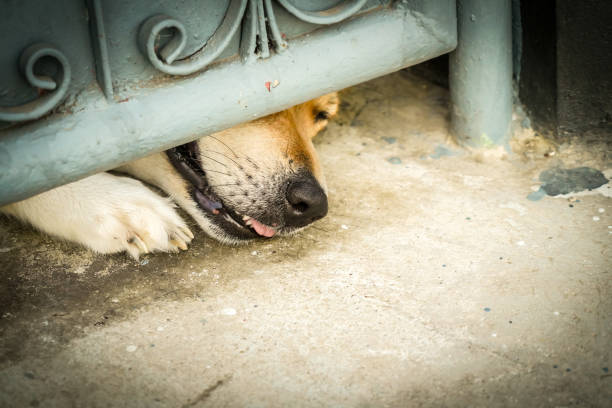 istock the dog trying looking out the fence with dramatic tone 2150814971