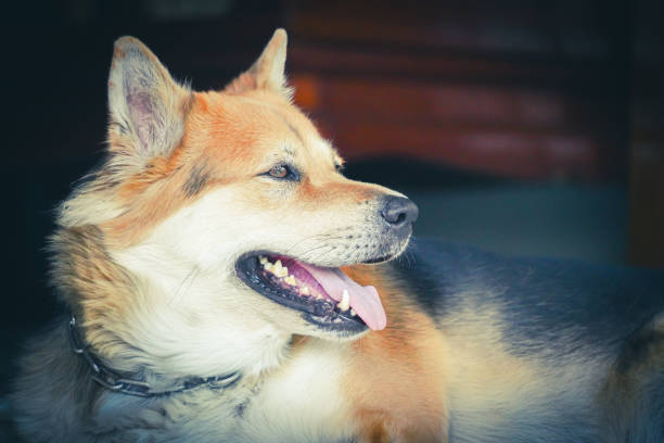 the dog in the dark room with dramatic tone