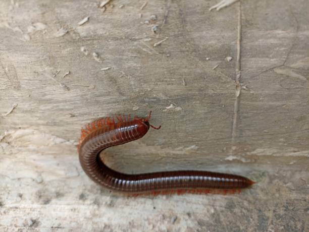 istock Close-up of a Julida worm crawling 2150815411