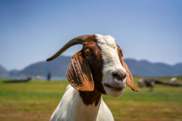 Goat. White goat.
