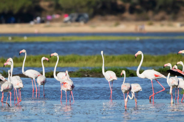 istock Flamingos in Portugal 2150816564