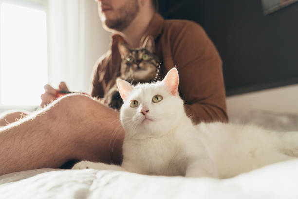 istock Cats spending time with their owner and looking at the tv while man is playing 2150817250