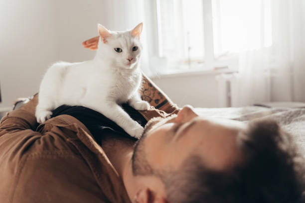 istock White cat laying at his bearded owner and looking at the camera while relaxing 2150817294
