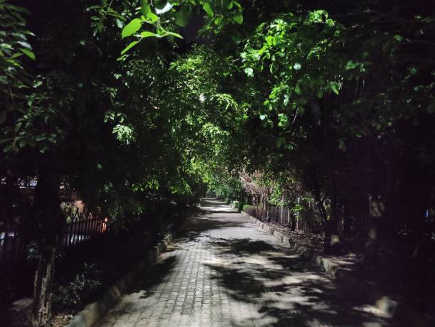 istock Calm nighttime picture with a charming rustic feel, softly illuminated walk, and shadowy trees. 2150817349