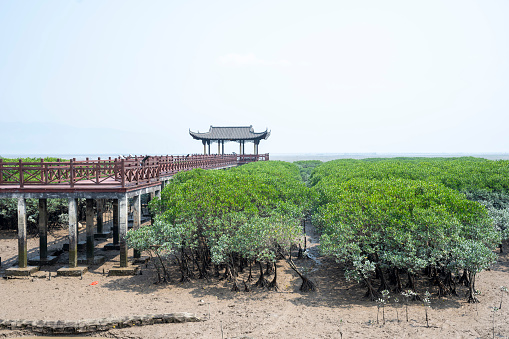 Chinese traditional architecture leisure aisle mangroves on the coast