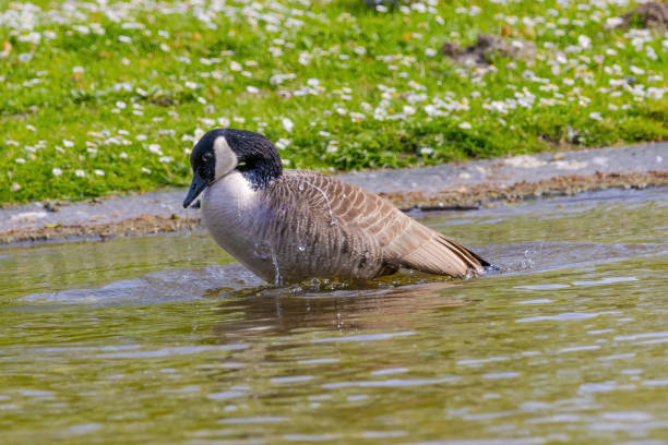Grey wild goose, cute Water Birds Geese and Chicks at Lake
