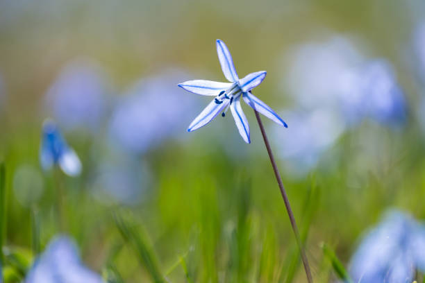 Blue dahlia (Latin: Amsonia orientalis)It grows in the Kadıralak Plateau in the Tonya district of Trabzon in Turkey.