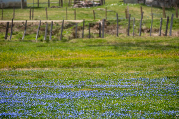 Blue dahlia (Latin: Amsonia orientalis)It grows in the Kadıralak Plateau in the Tonya district of Trabzon in Turkey.