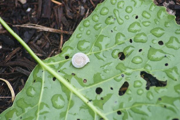 A close up picture of a green leaf with dew drops all over it and holes in it. There is a small snail shell sitting near the edge of the leaf.