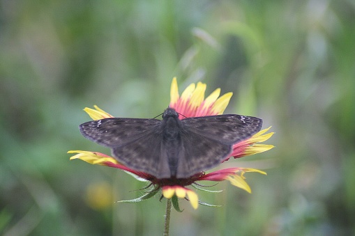 A close up picture of a clouded skipper butterfly on a firewheel flower