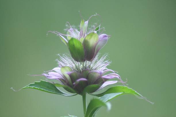 istock Purple horsemint close up 2150820110