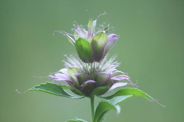 istock Purple horsemint close up 2150820122