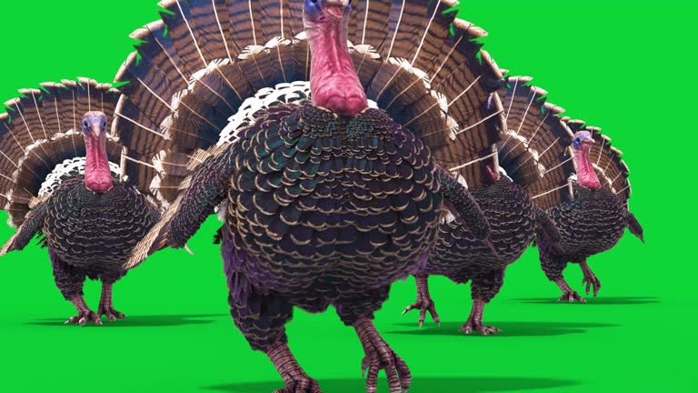 Group of Turkeys Walks Green Screen Front Animals 3D Rendering Animation 4K