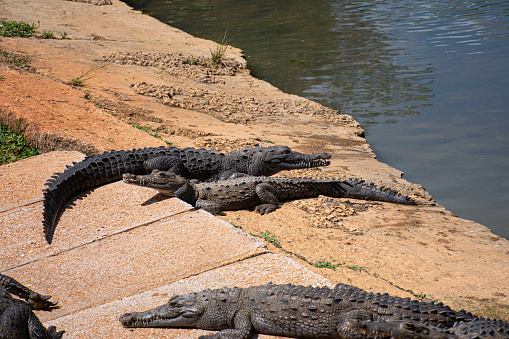 Cuban crocodile (Crocodylus rhombifer) by the water