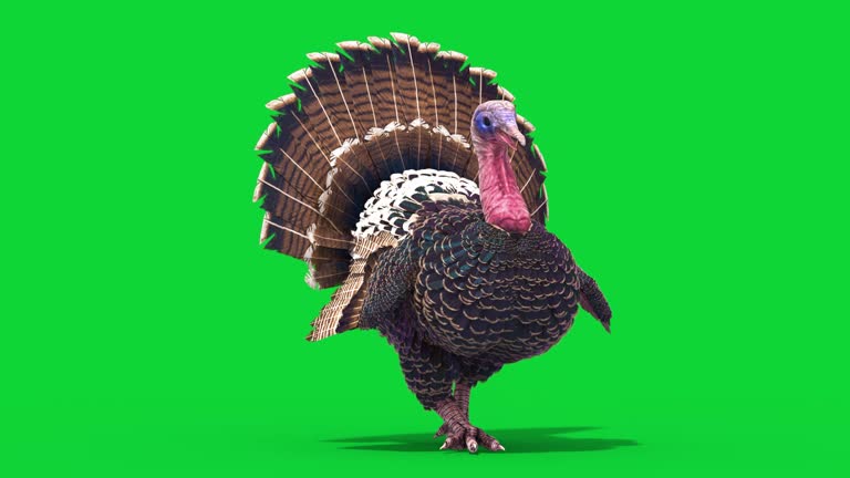 Turkey Walkcycle Green Screen Front Loop Animals 3D Rendering Animation 4K