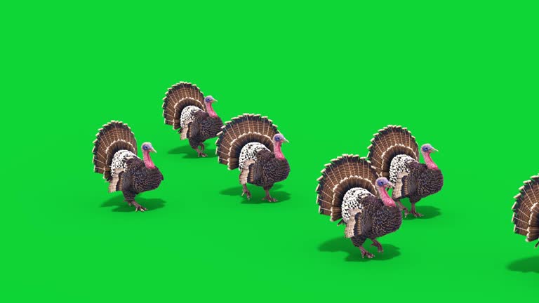 Group of Turkeys Walks Green Screen Top Animals 3D Rendering Animation 4K
