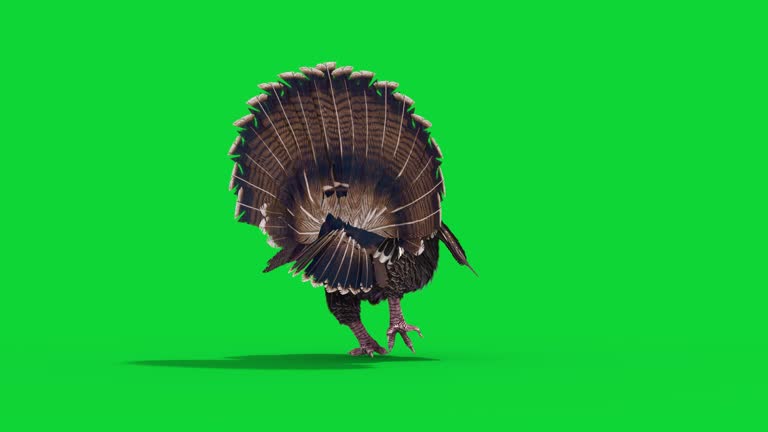 Turkey Walks Green Screen Back Animals 3D Rendering Animation 4K
