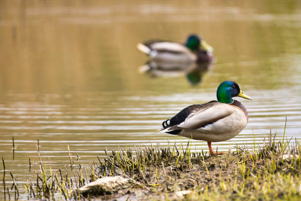 Duck in profile on a lake in Ceredigion, Wales.