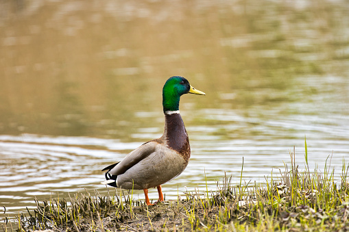 Duck in profile on a lake in Ceredigion, Wales.