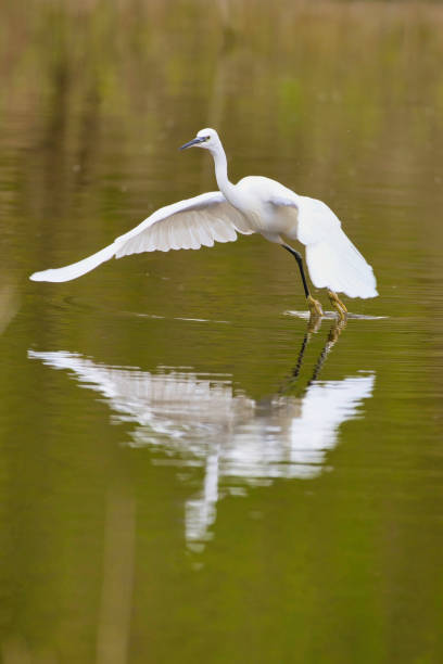 White Little Egret taking off from a lake in Ceredigion, Wales.