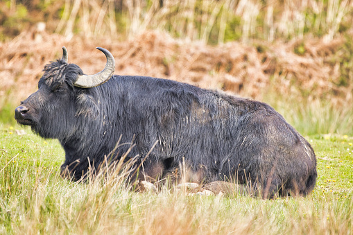 Water buffalo (Bubalus bubalis), also called the domestic water buffalo or Asian water buffalo, observed in Gajoldaba in West Bengal, India
