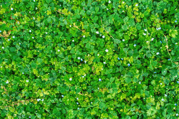Green grass in springtime background