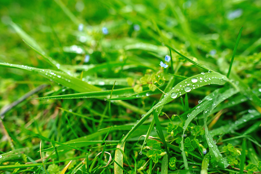 Fresh green spring blades of grass with dew drops closeup.