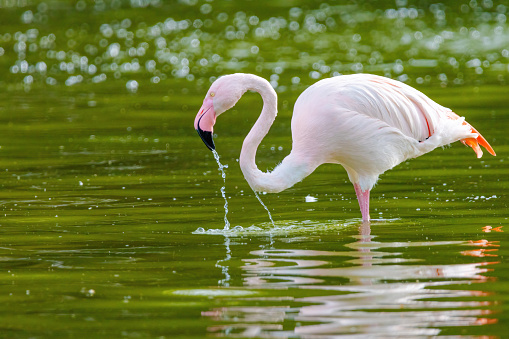 close-up portrait of african flamingo walking in water