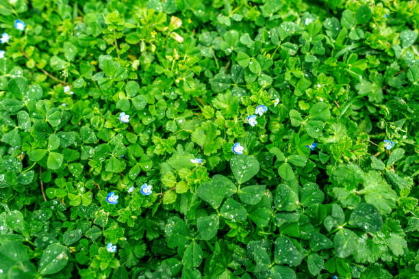 Green grass in springtime background