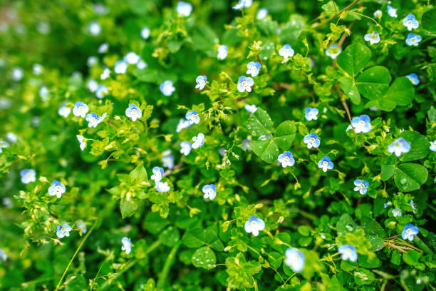 Green grass in springtime background