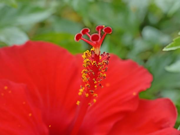 Free picture: detail, petals, pistil, red, flower, rose, blooming ...