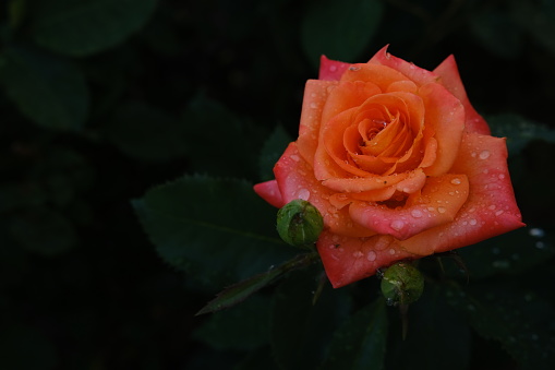 Fresh orange rose with water drops with dark green leaves blured on background.