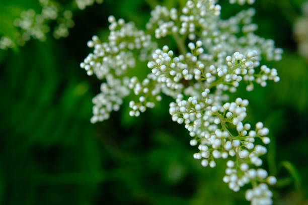 Flowering mountain ash with white flowers and greenery in summer.