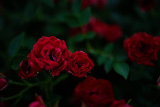 Blured close up beautiful pink Rose .