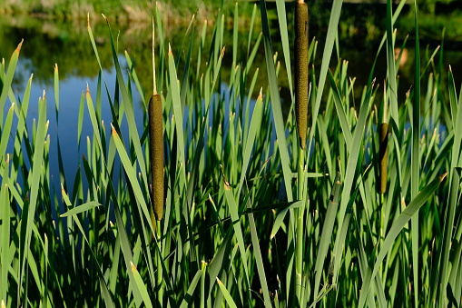 Close-up of reeds in a lake with blue sky and cloud reflections.