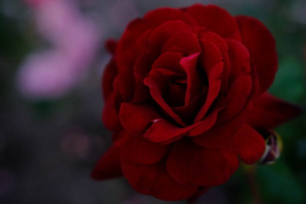 Blured close up beautiful pink Rose .